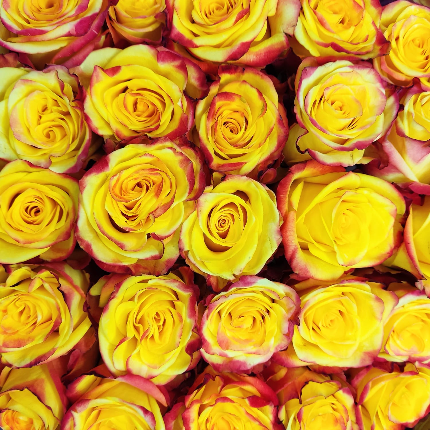 Срезка роза ХАЙ МЭДЖИК 70см